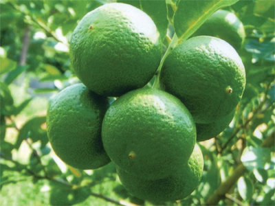 “lime1”